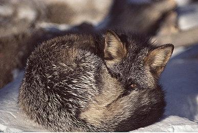 《冰汽时代2》获得TGA 2024最佳模拟＆策略游戏奖